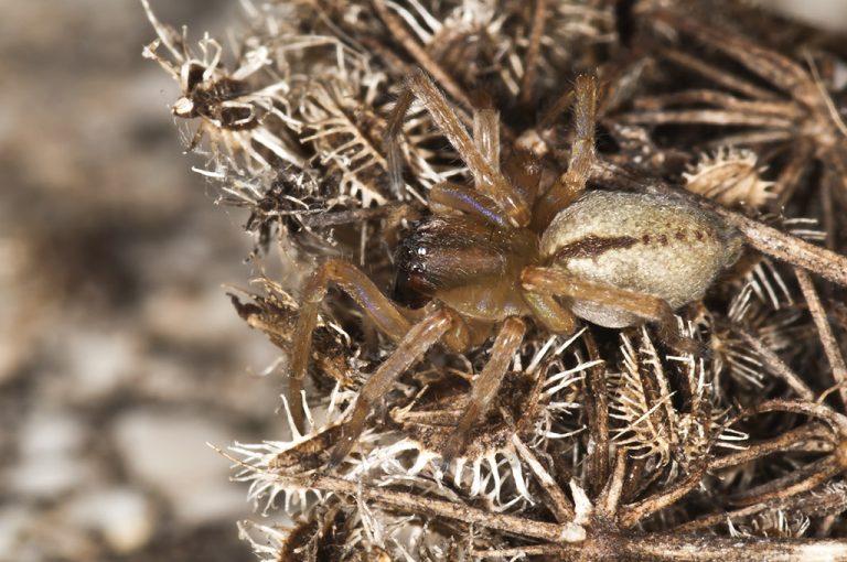 Cheiracanthium sp - Araña de saco amarillo