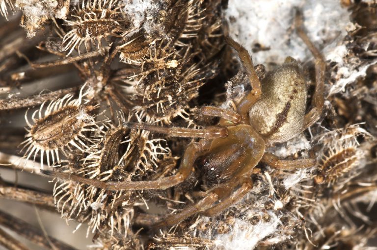 Cheiracanthium sp - Araña de saco amarillo