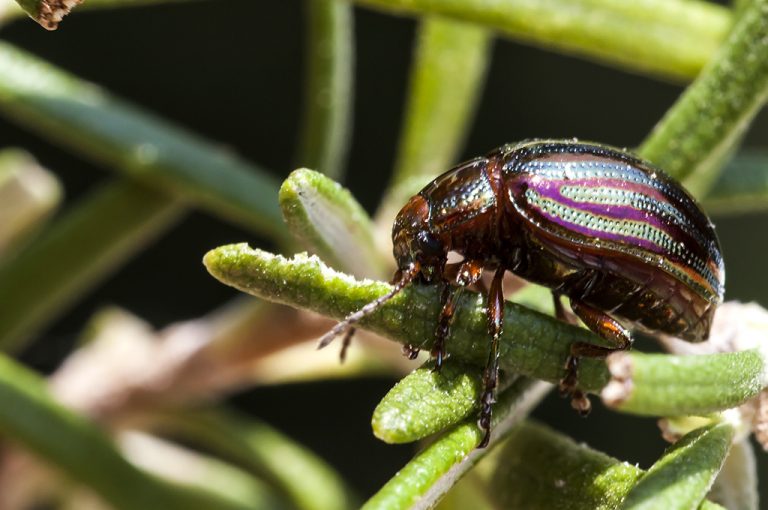 Chrysolina americana - Escarabajo del romero