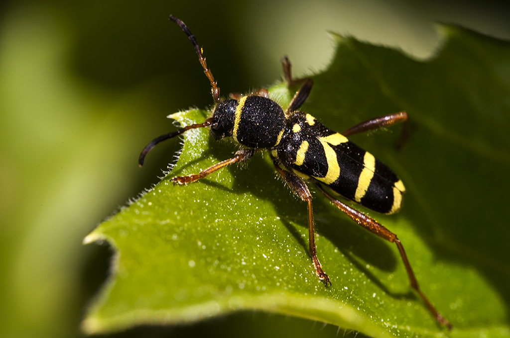 Clytus arietis - Escarabajo avispa