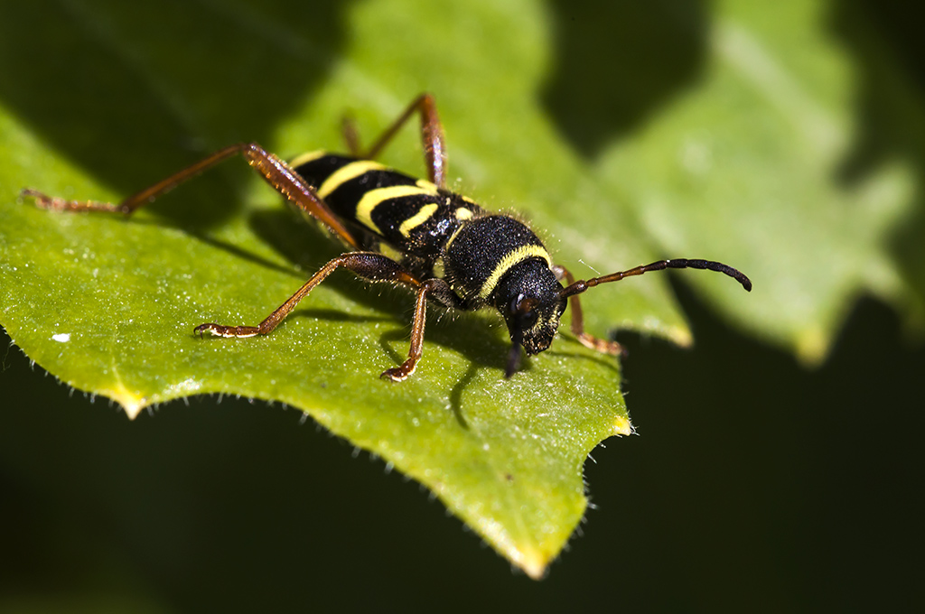 Clytus arietis - Escarabajo avispa