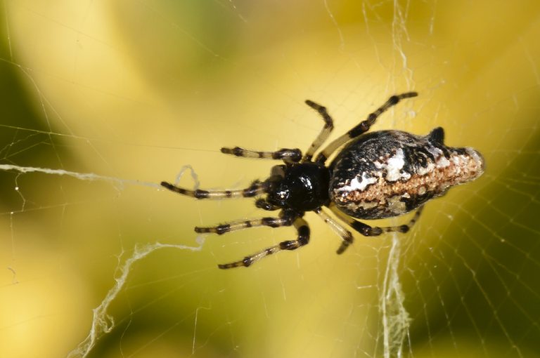 Cyclosa insulana - Araña orbitela plateada