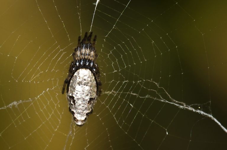 Cyclosa insulana - Araña orbitela plateada