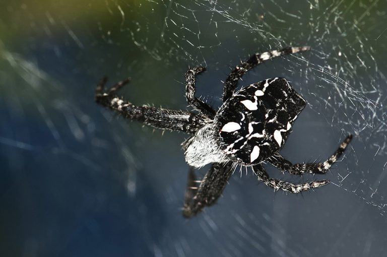 Cyrtophora citricola - Araña orbitela de las chumberas