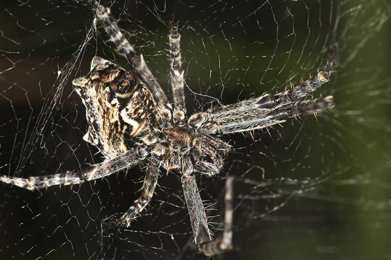 Cyrtophora citricola - Araña orbitela de las chumberas