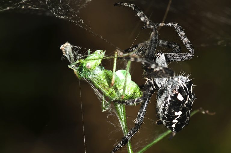 Cyrtophora citricola - Araña orbitela de las chumberas