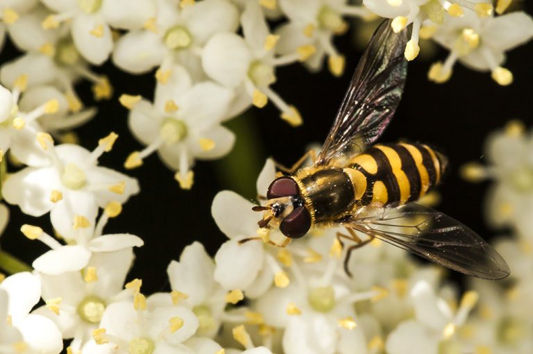 Epistrophe eligans - Mosca avispa