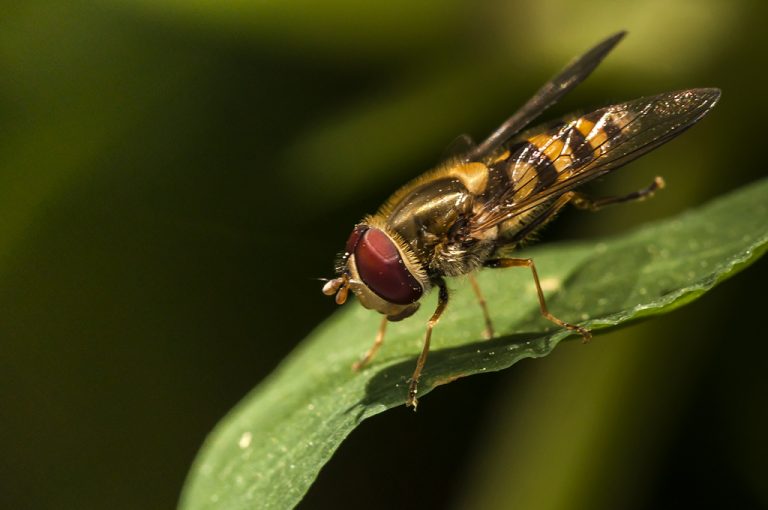 Epistrophe eligans - Mosca avispa