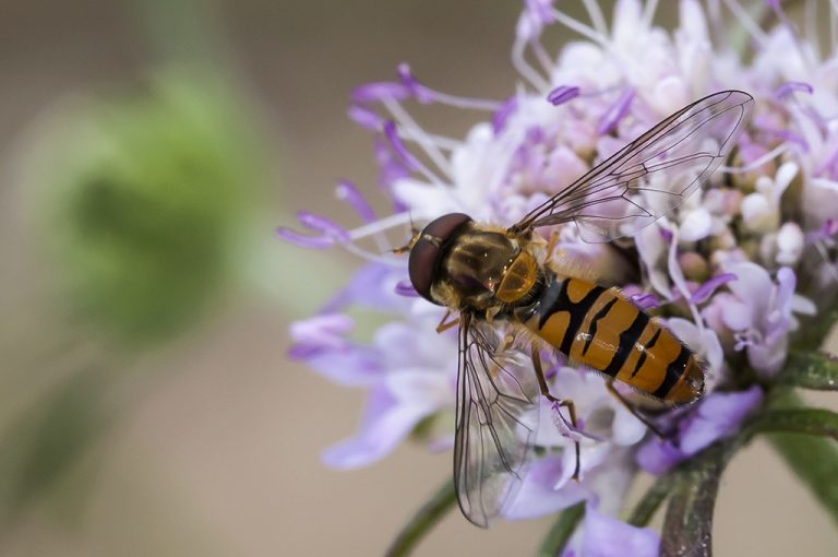 Episyrphus balteatus - Mosca avispa