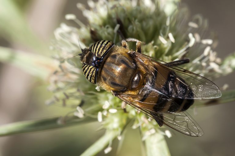 Eristalinus taeniops - Mosca tigre