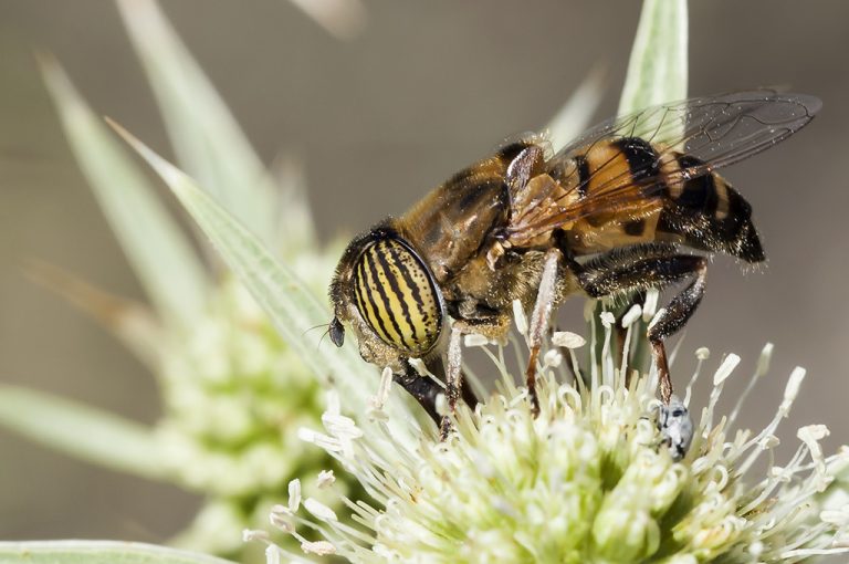 Eristalinus taeniops - Mosca tigre