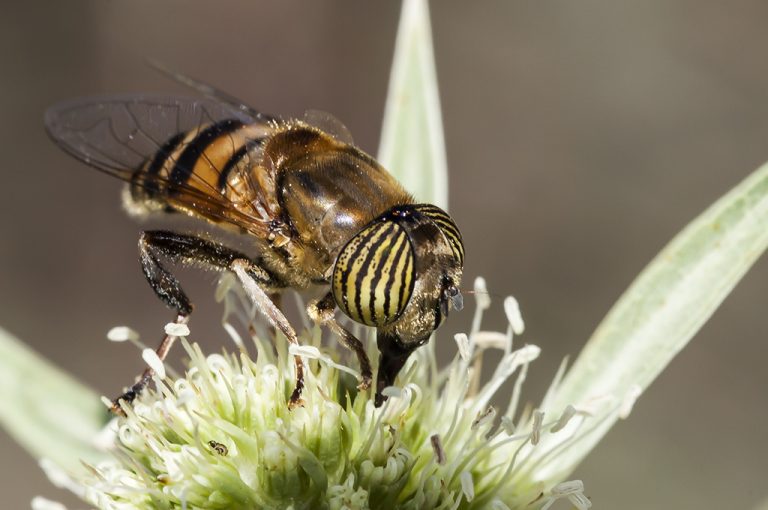 Eristalinus taeniops - Mosca tigre