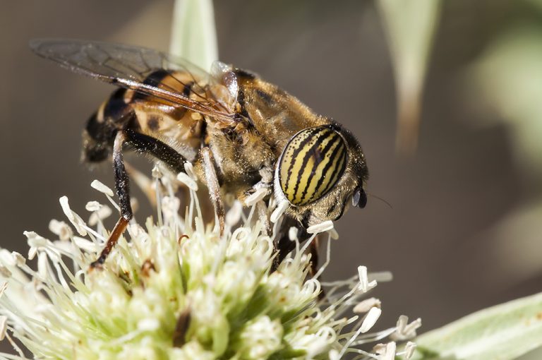 Eristalinus taeniops - Mosca tigre