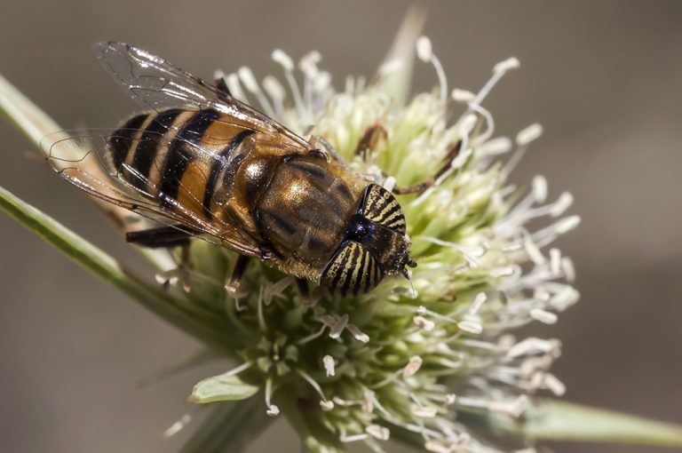 Eristalinus taeniops - Mosca tigre