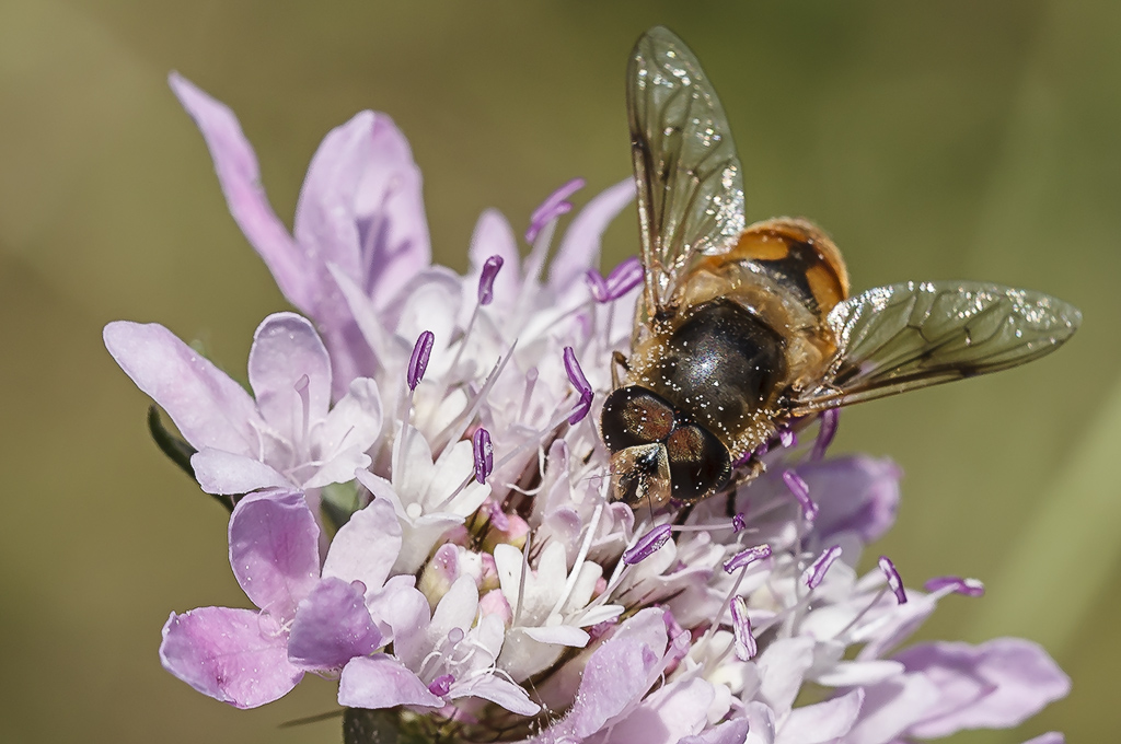 Eristalis horticola - Mosca abeja