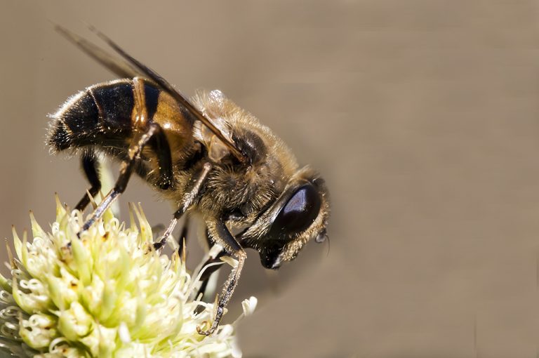 Eristalis tenax - Mosca abeja