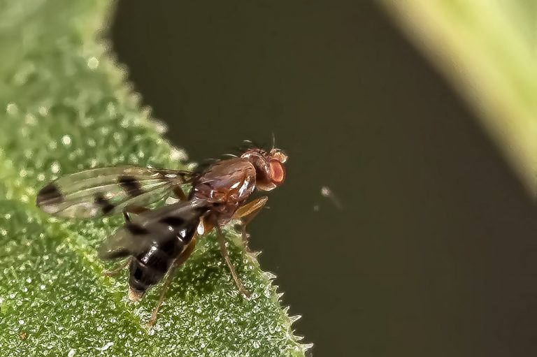 Geomyza tripunctata - Mosca de las gramineas