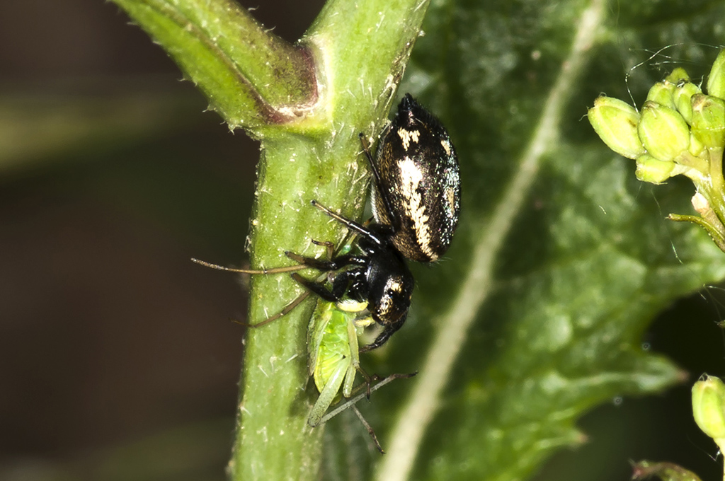 Heliophanus cupreus - Araña saltadora