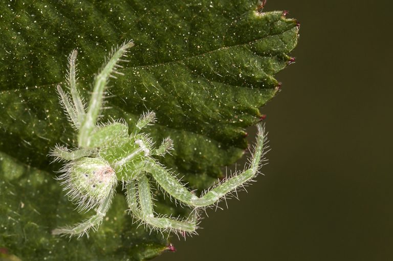 Heriaeus hirtus - Araña cangrejo verde