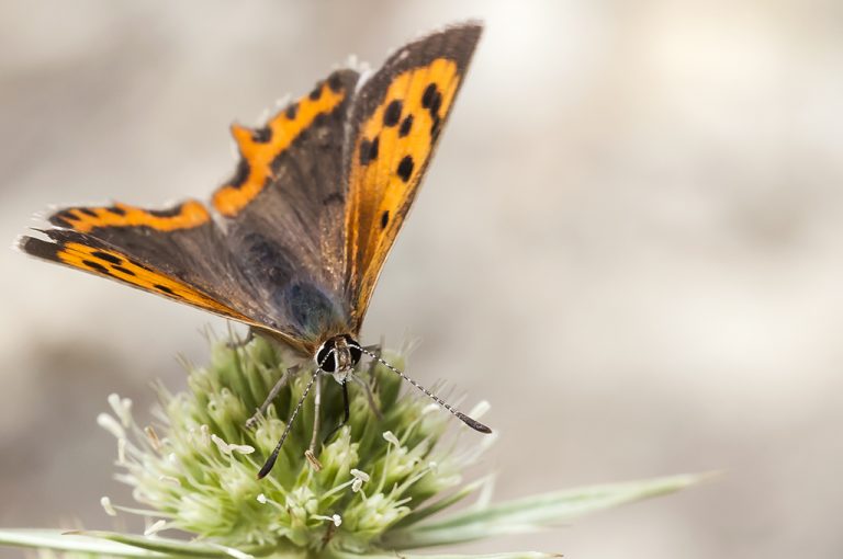 Lycaena phlaeas - Manto bicolor