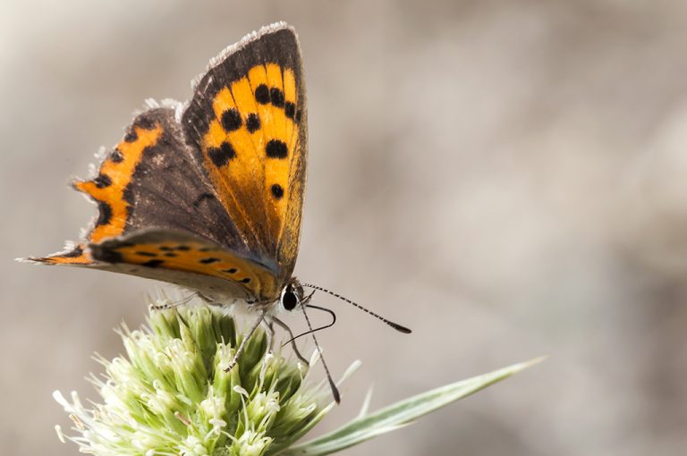 Lycaena phlaeas - Manto bicolor