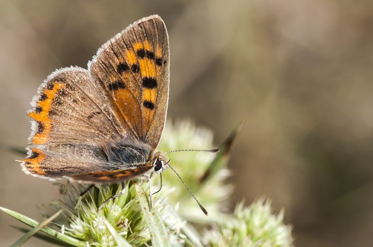 Lycaena phlaeas - Manto bicolor