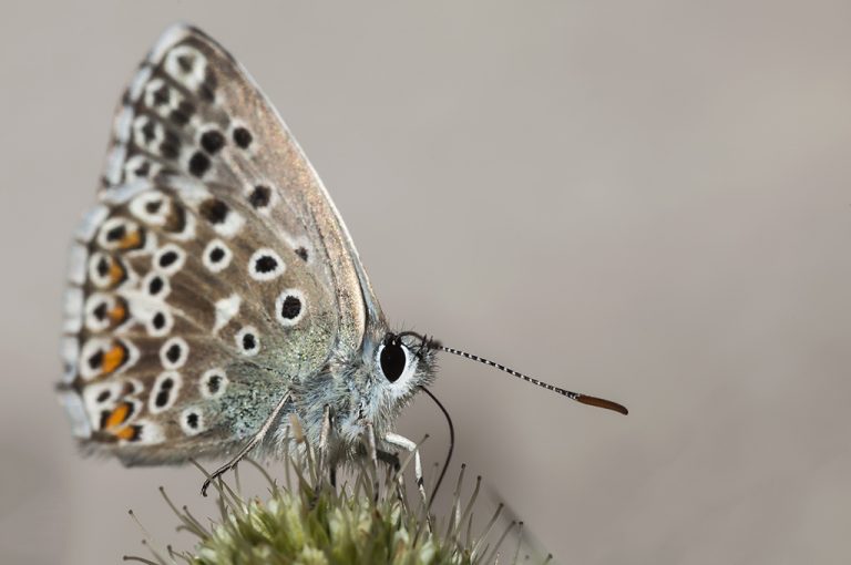 Lysandra bellargus - Niña celeste