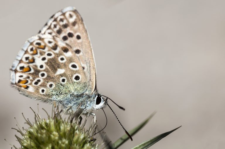 Lysandra bellargus - Niña celeste