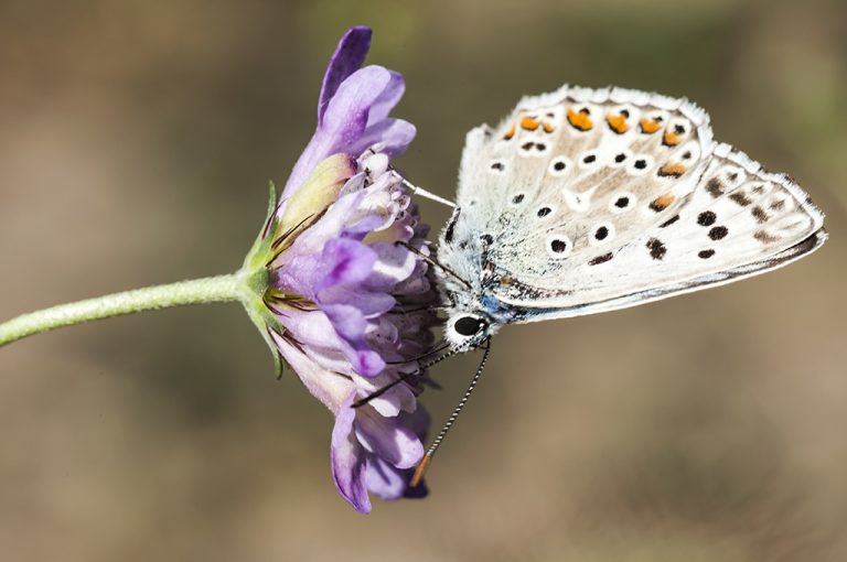 Lysandra hispana - Mariposa azul de Provenza