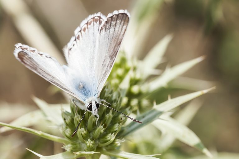 Lysandra hispana - Mariposa azul de Provenza