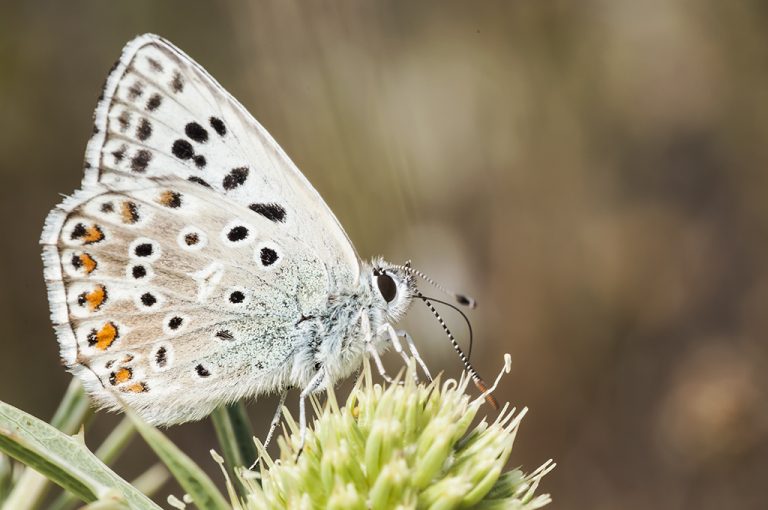 Lysandra hispana - Mariposa azul de Provenza