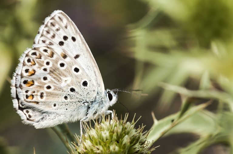 Lysandra hispana - Mariposa azul de Provenza