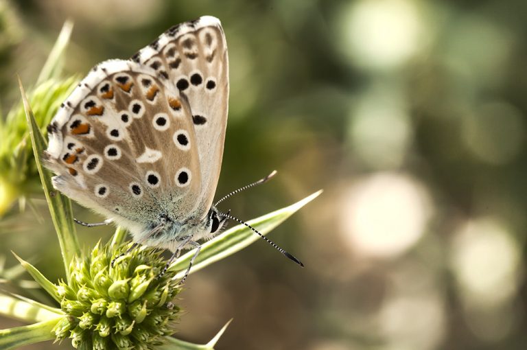 Lysandra hispana - Mariposa azul de Provenza