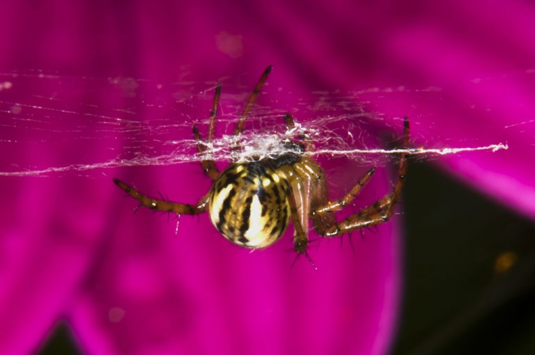 Mangora acalypha - Mangora pequeña botella