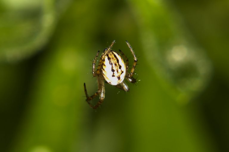 Mangora acalypha - Mangora pequeña botella