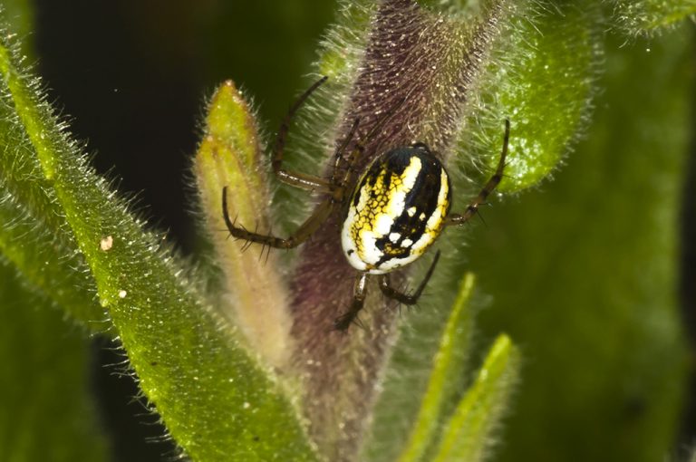 Mangora acalypha - Mangora pequeña botella