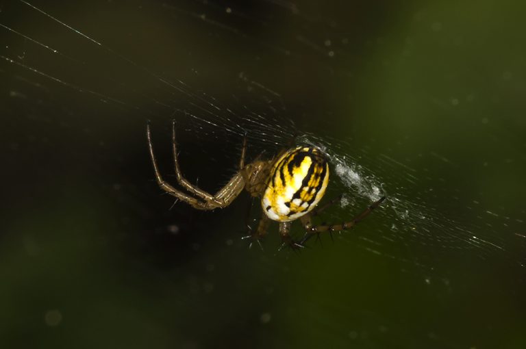 Mangora acalypha - Mangora pequeña botella