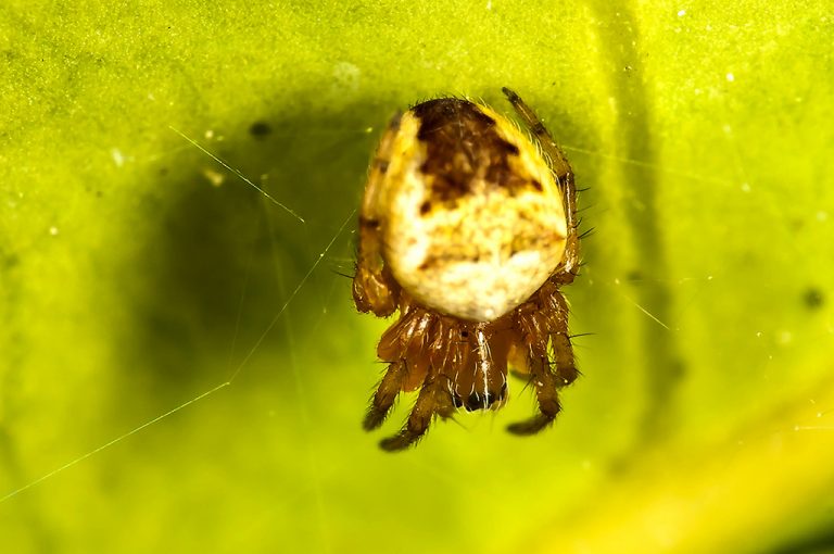 Mangora acalypha - Mangora pequeña botella