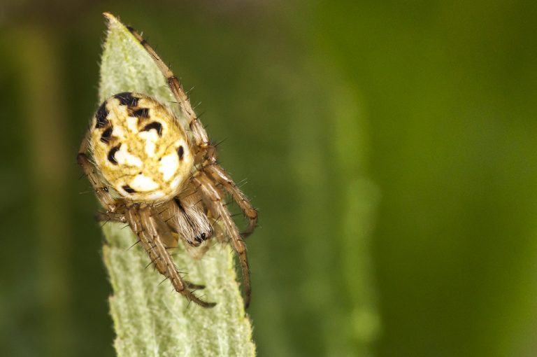 Neoscona adianta -  Araña de las zarzas