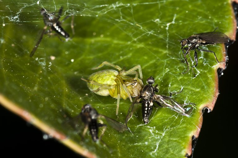 Nigma walckenaeri - Araña verde