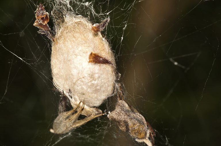 Cyrtophora citricola - Araña orbitela de las chumberas