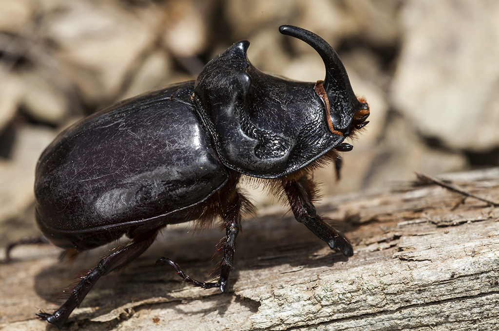 Oryctes nasicornis - Escarabajo rinoceronte