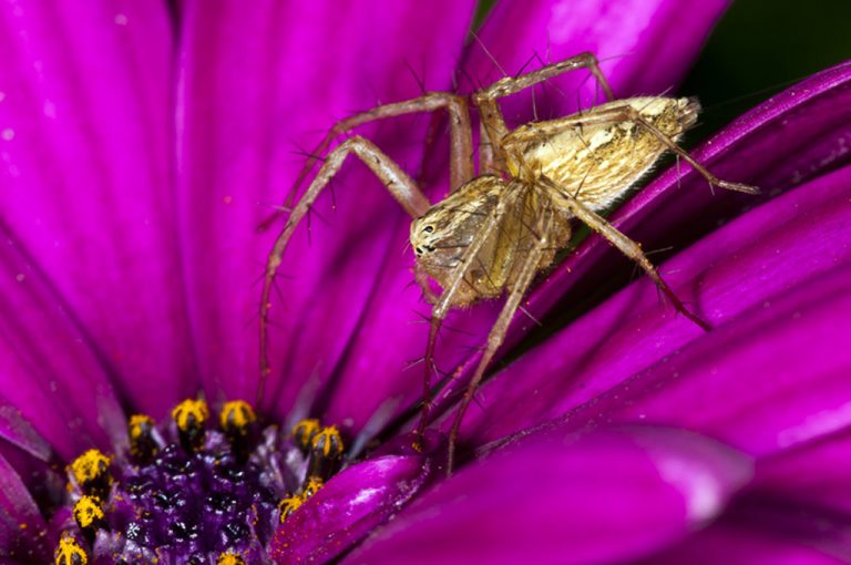 Oxyopes lineatus - Araña lince