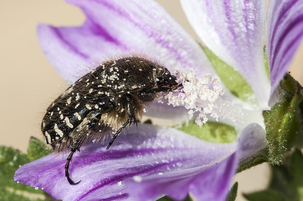 Oxythyrea funesta - Escarabajo del sudario