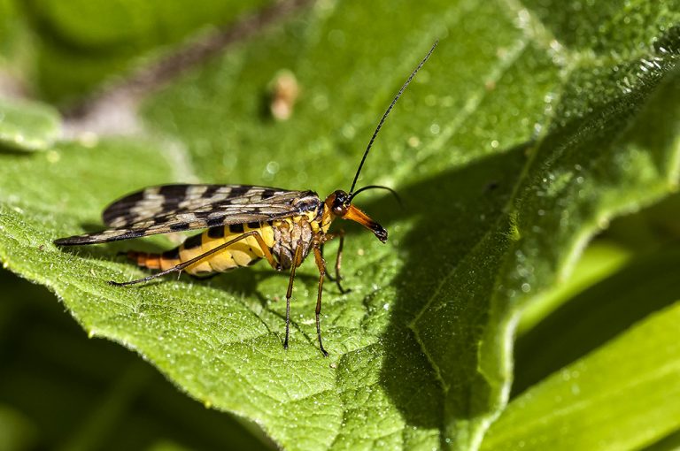 Panorpa meridionalis - Mosca escorpión