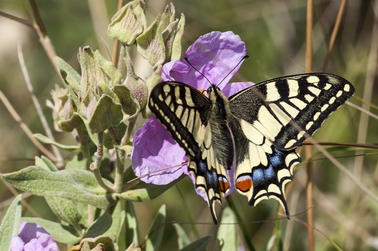 Papilio machaon - Macaón