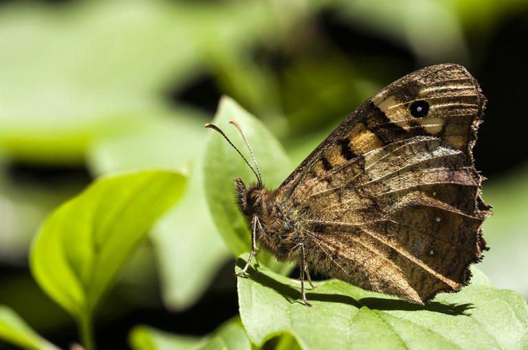 Pararge aegeria - Mariposa de los muros