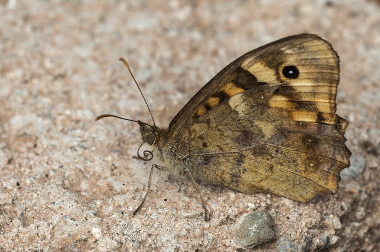 Pararge aegeria - Mariposa de los muros