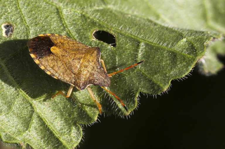 Peribalus strictus - Chinche escudo