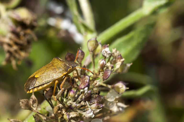 Peribalus strictus - Chinche escudo